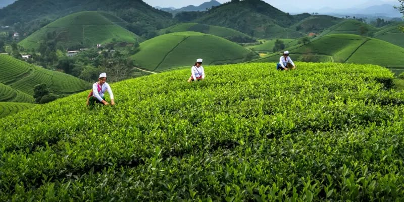 Tea Plantation Tour in Sri Lanka